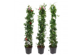 Mandevilla sundaville mixkar Zuil - Mix