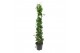 Mandevilla sundaville white Zuil - Wit 