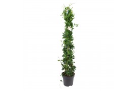 Mandevilla sundaville white Zuil - Wit