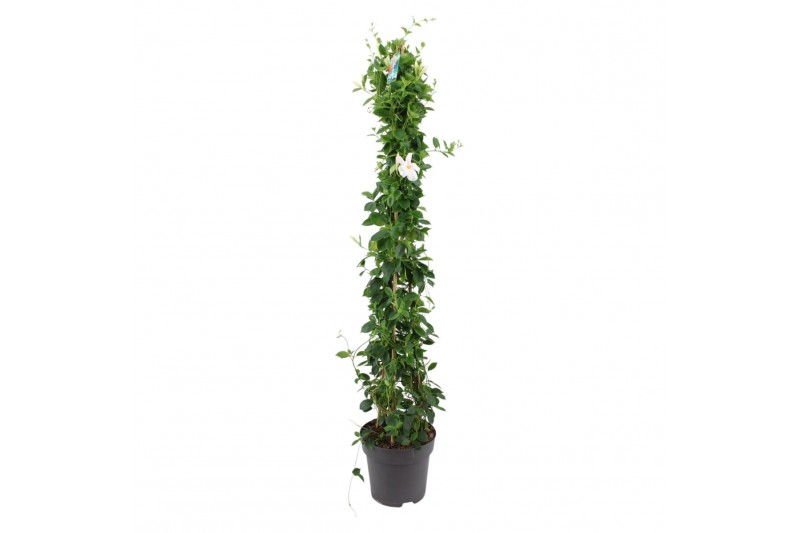 Mandevilla sundaville white Zuil - Wit 