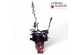 Heuchera Heuchera Indian Summer Blooming Black