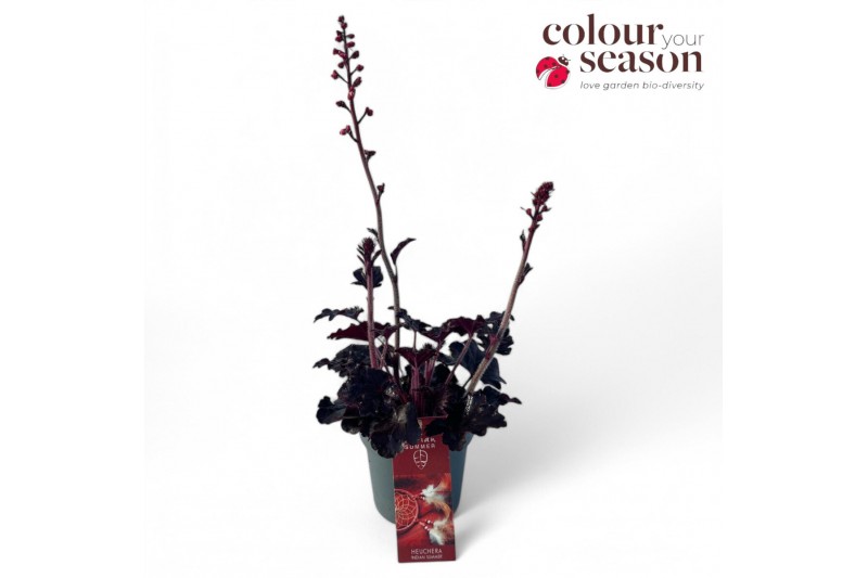 Heuchera Heuchera Indian Summer Blooming Black Heuchera Heuchera Indian Summer Blooming Black