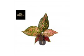 Aglaonema coral red