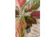 Aglaonema coral red 