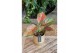 Aglaonema coral red 