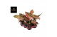 Aglaonema coral red 