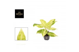 Aglaonema citronelle