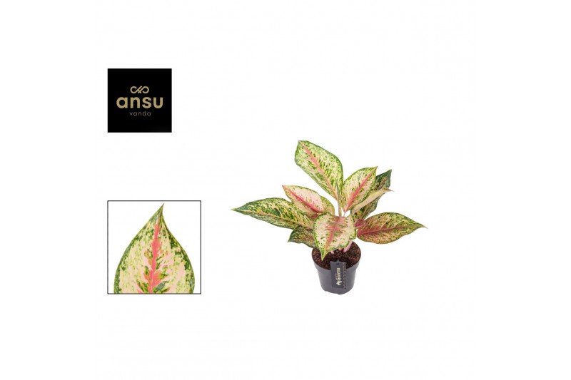 Aglaonema painted celebration 