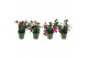 Mandevilla sundaville mix Mixtray Bush 