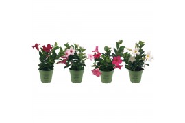 Mandevilla sundaville mix Mixtray Bush