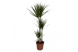 Dracaena marginata 3pp - 60-30-15