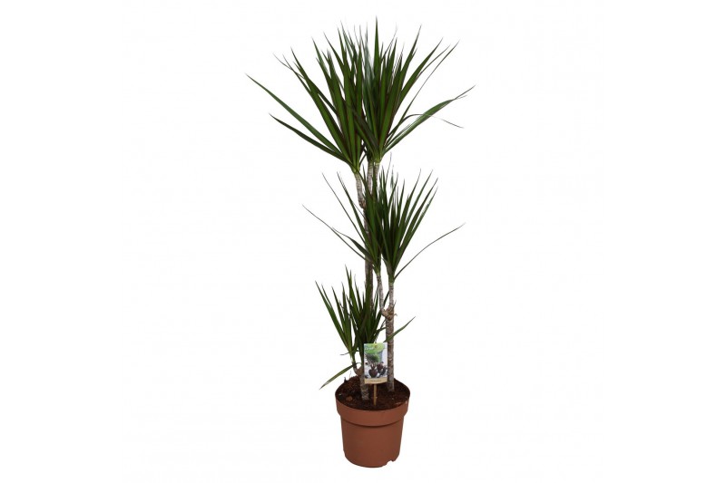 Dracaena marginata 3pp - 60-30-15 