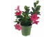 Mandevilla sundaville pink Classic Pink Bush 