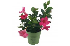 Mandevilla sundaville pink Classic Pink Bush