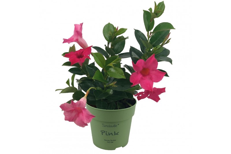 Mandevilla sundaville pink Classic Pink Bush Mandevilla sundaville pink Classic Pink Bush