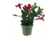 Mandevilla sundaville red Classic Red Bush 