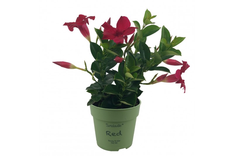 Mandevilla sundaville red Classic Red Bush 