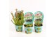 Vleesetende planten mix - little monster plants 