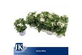Pentas graffiti white