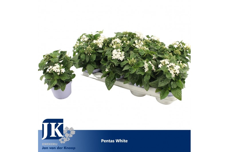Pentas graffiti white 