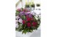 Pentas graffiti white 