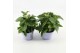 Pentas graffiti white 