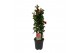 Mandevilla sundaville red dipladenia piramide rood 