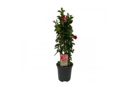 Mandevilla sundaville red dipladenia piramide rood