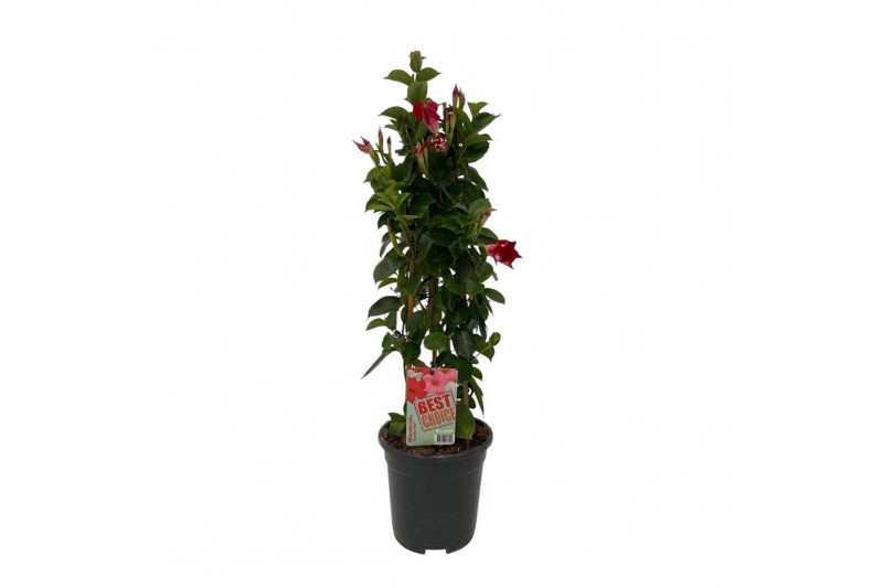 Mandevilla sundaville red dipladenia piramide rood 