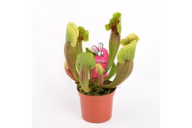 Sarracenia vogel