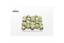 Aeonium Aeonium Variagata 1 pp