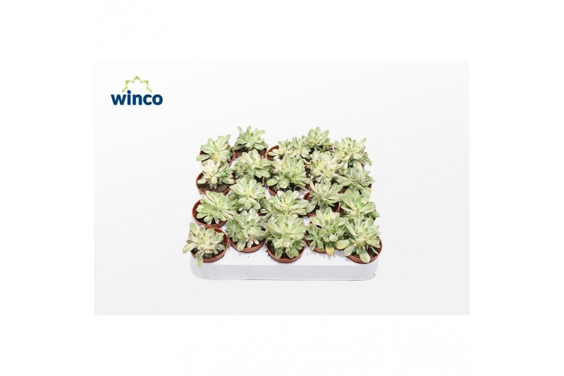 Aeonium Aeonium Variagata 1 pp 