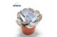 Echeveria pollux 