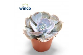 Echeveria pollux