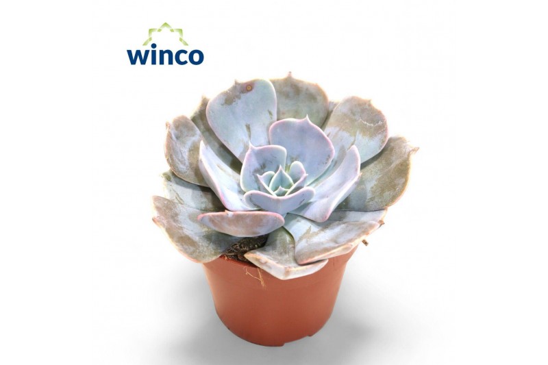 Echeveria pollux 