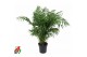 Chamaedorea elegans 
