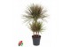 Dracaena marg. bicolor 45 carrousel 