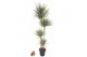 Dracaena marg. bicolor 120-90-60-30 