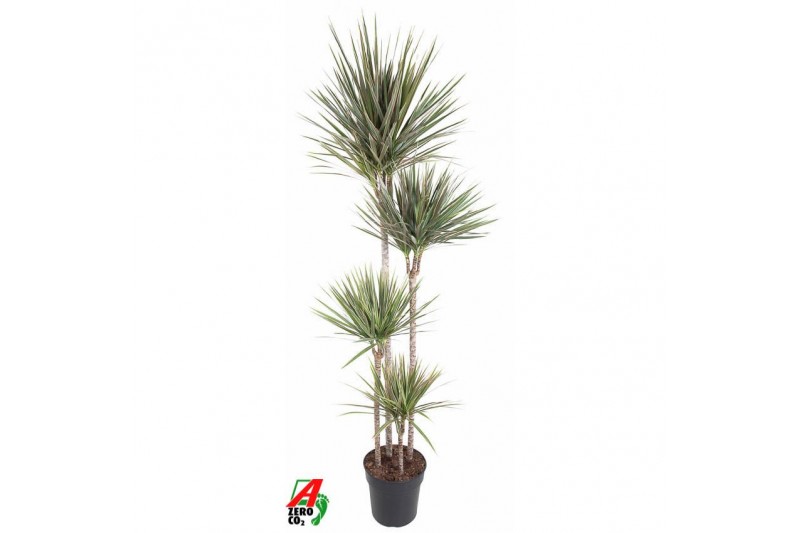 Dracaena marg. bicolor 120-90-60-30 