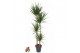 Dracaena marginata 120-90-60-30 
