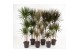 Dracaena mix 90-carrousel 
