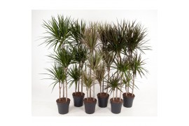 Dracaena mix 90-carrousel