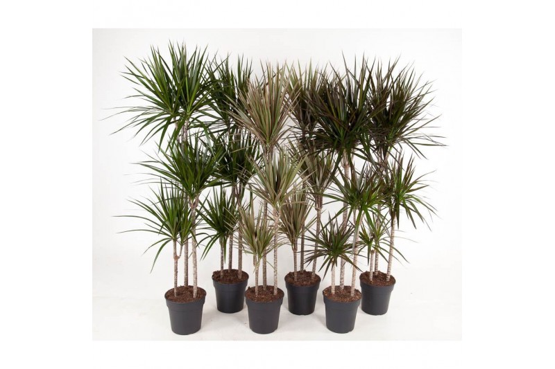 Dracaena mix 90-carrousel 