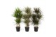 Dracaena mix 90-Carrousel 
