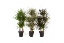 Dracaena mix 90-Carrousel
