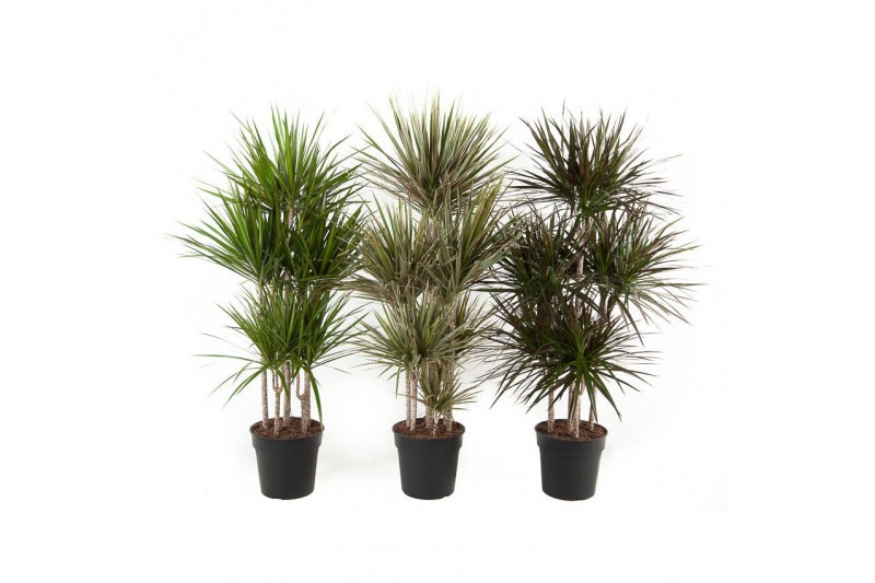 Dracaena mix 90-Carrousel 