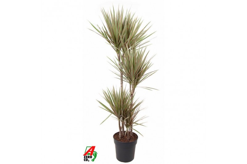 Dracaena marg. bicolor 90-60-30-15 