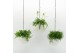 Arrangementen kamerplanten Globee Indoor Smit Mix 116 1 pp 