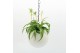Arrangementen kamerplanten Globee Indoor Chlorophytum 113 1 pp 