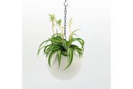 Arrangementen kamerplanten Globee Indoor Chlorophytum 113 1 pp